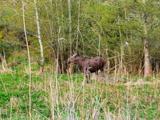 Vakantiehuis Muskö  10