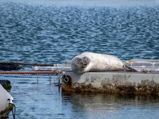 Casa de vacaciones Colijnsplaat Entorno 32