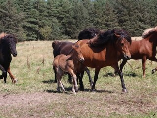 Vakantiehuis Rødhus  13