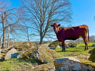 Vakantiehuis Mörlunda  11