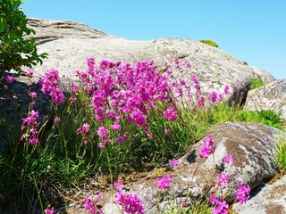 Vakantiehuis Ellös  11