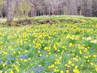 Vakantiehuis Färgelanda  27