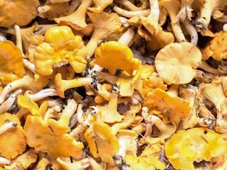 Vakantiehuis Färgelanda  25