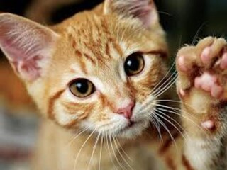 Casa de vacaciones Issy-l'Eveque  36