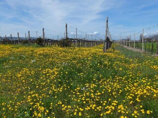 Ferienhaus Spello Umgebung 17