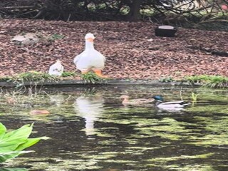 Maison de vacances Barvaux-sur-Ourthe Environnement 32