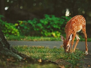 Ferienhaus Olofström  14