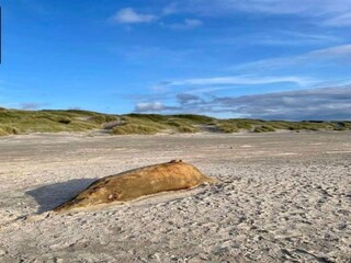 Ferienhaus Saltum Außenaufnahme 7