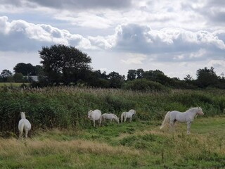 Ferienhaus Købingsmark  19