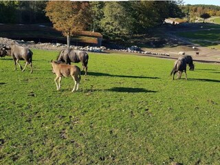 Ferienhaus Ebeltoft  34