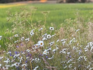 Vakantiehuis Molkom  32