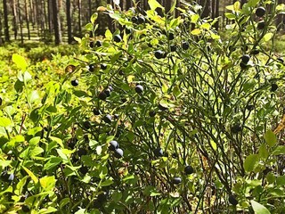 Vakantiehuis Molkom  33