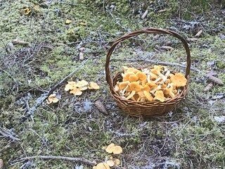 Vakantiehuis Molkom  17