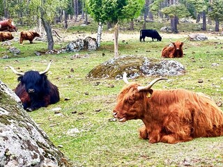 Holiday house Högsby  24