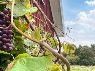 Ferienhaus Högsby Außenaufnahme 5