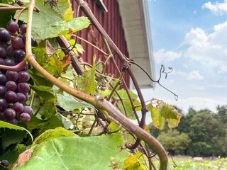 Ferienhaus Högsby Außenaufnahme 7