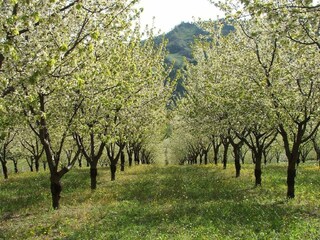 Apartment Tredozio  27