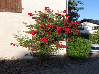 Apartamento Pracht  36