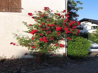 Appartement Pracht  39