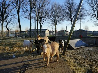 Vakantiepark Oldebroek  40