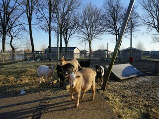 Ferienpark Oldebroek  38