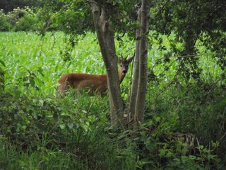 Casa de vacaciones Twijzelerheide Entorno 32