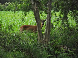 Maison de vacances Twijzelerheide Environnement 37