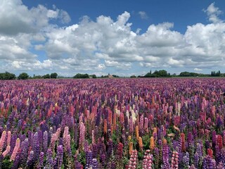 Vakantiehuis Næsby Strand (Lolland)  33