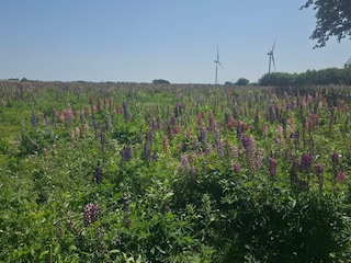 Casa de vacaciones Næsby Strand (Lolland)  34