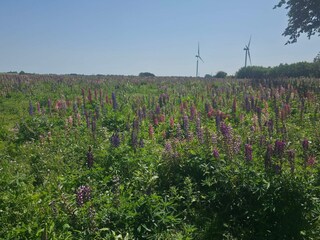Casa de vacaciones Næsby Strand (Lolland)  34