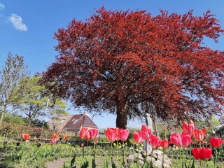 Casa per le vacanze Twijzelerheide Ambiente 33