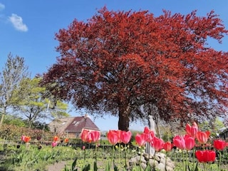 Vakantiehuis Twijzelerheide Omgeving 35