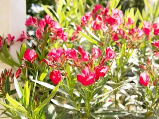 Parco vacanze Stramproy  40