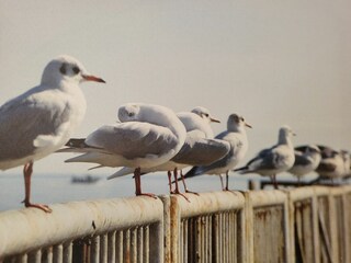 Appartamento per vacanze St. Peter-Ording Registrazione all'aperto 8