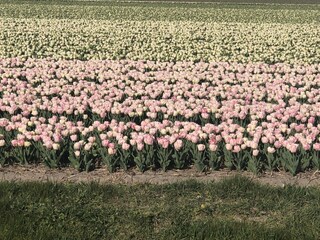 Appartamento per vacanze Julianadorp Ambiente 30