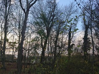 Ferienhaus Humble  22