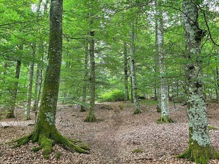 Vakantiehuis Älmhult  9