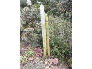 Villa La Croix-Valmer Registrazione all'aperto 15