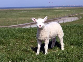 Holiday house Neßmersiel Environment 18