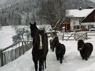 Appartamento per vacanze Bad Mitterndorf Registrazione all'aperto 47