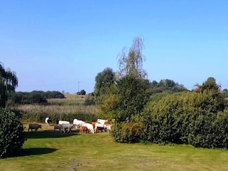 Ferienhaus Alt Bukow Umgebung 36