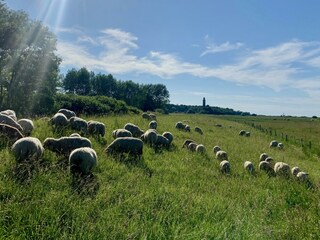 Schafe Deich Behrensdorf