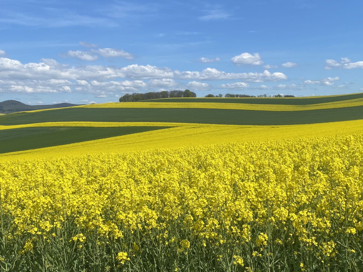 Rapsfelder im Mai