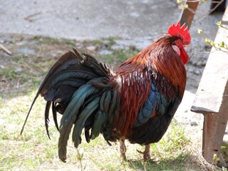 Appartamento per vacanze Kiens Ambiente 15