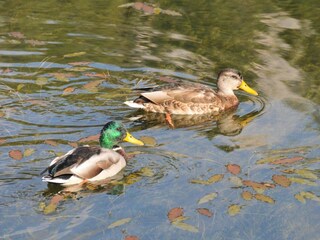 Appartamento per vacanze Kiens Ambiente 17