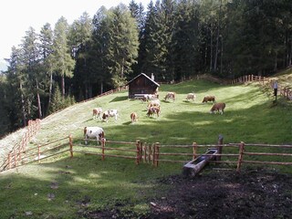 Appartamento per vacanze Kiens Ambiente 13