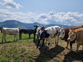 Holiday apartment Blaichach - Gunzesried Environment 15