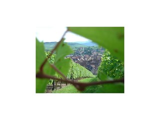 Appartement Riquewihr Environnement 26