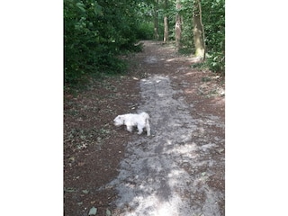 Spaziergang im Wald um die Ecke