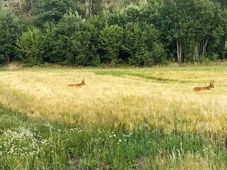 Holiday house Hedekas  7